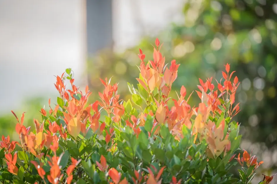 Greens & Outdoors at TATA VIVATI, Borivali West, Mumbai