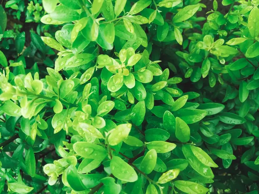 Greens & Outdoors at TATA AVENIDA GRANDE, Rajarhat, Kolkata