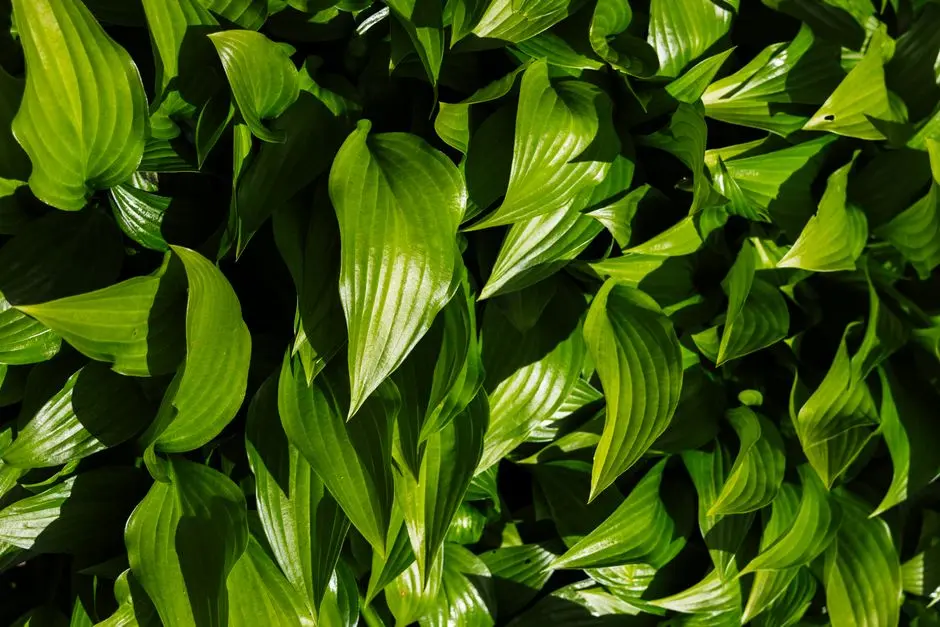 Greens & Outdoors at TATA NEW HAVEN RIBBON WALK, Mambakkam, Chennai