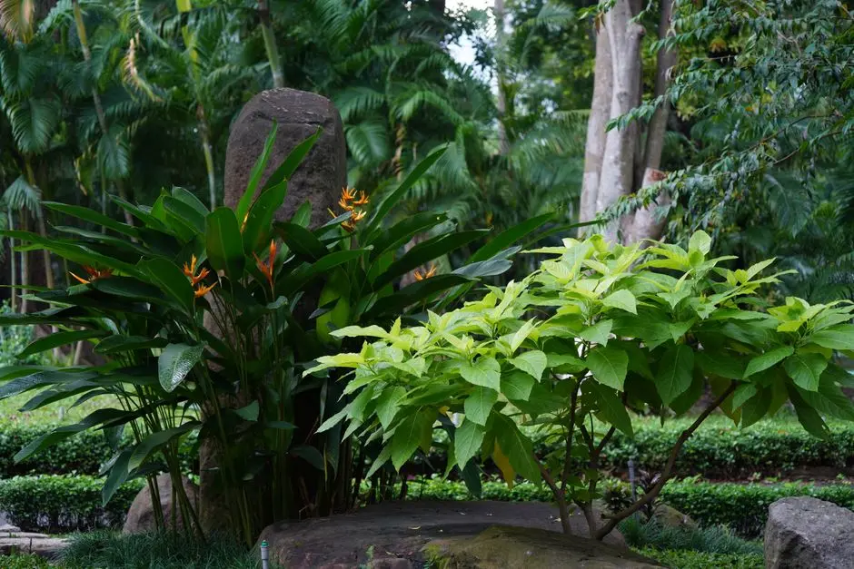 Greens & Outdoors at TATA LUXAONE, Odeon, Malé