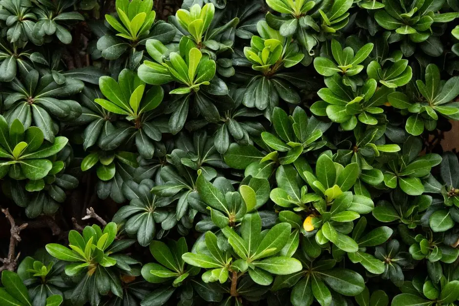 Greens & Outdoors at TATA LA MONTANA, Talegaon Dabhade, Pune