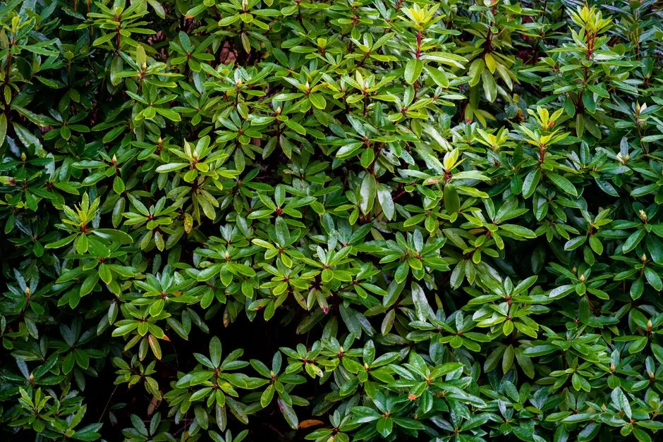 Greens & Outdoors at TATA RIO DE GOA, Dabolim, Goa