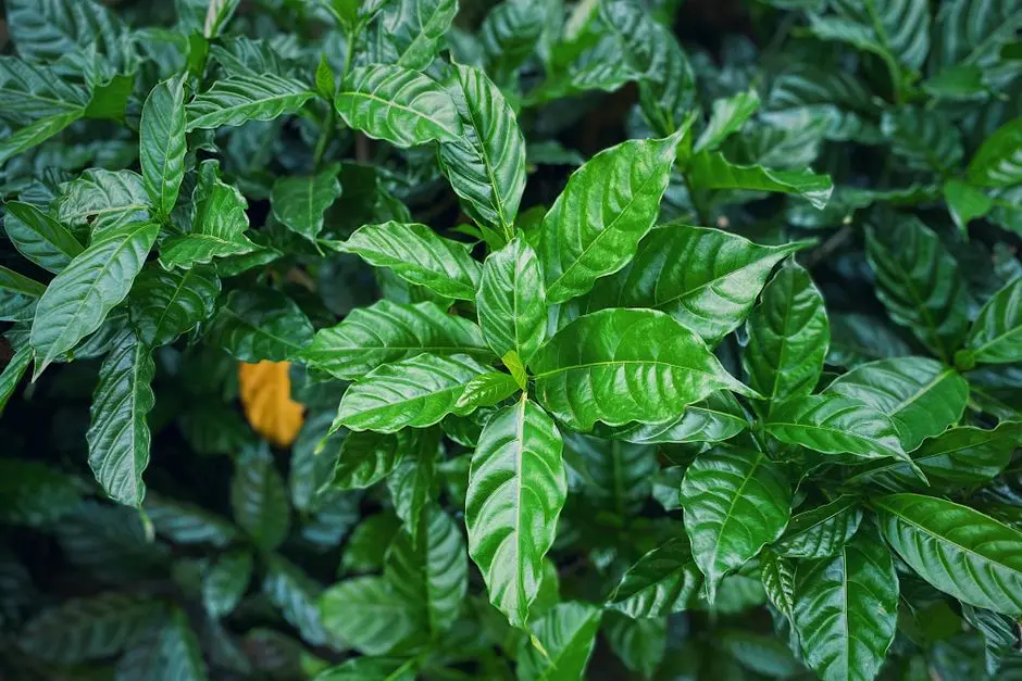 Greens & Outdoors at TATA AVAHA, Kalyan West, Thane